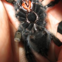 Avicularia azuraklaasi  Female or Male ??