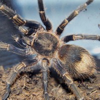 Homoeomma sp "blue"