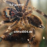 Poecilotheria subfusca