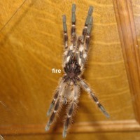 Poecilotheria tigris 1.0 adult