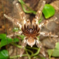 Poecilotheria smithi 1.0 adult