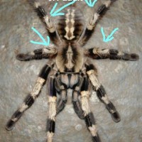 Poecilotheria miranda