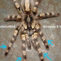 Poecilotheria formosa