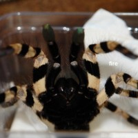 Poecilotheria tigrinawesseli 0.1