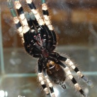 Poecilotheria miranda 0.1