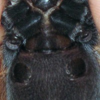 B. boehmei #1