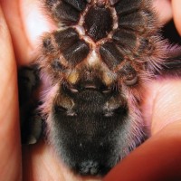 A. Vresicolor #2 female or male ?