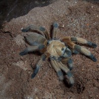 Aphonopelma moderatum