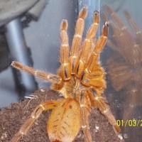 P. murinus