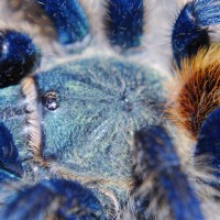 Chromatopelma cyaneopubescens