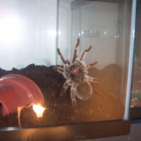 Grammostola Rosea