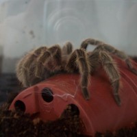 Grammostola Rosea