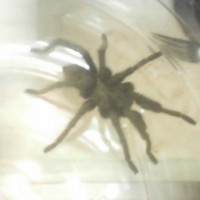 need id, tarantula found in redlands, california