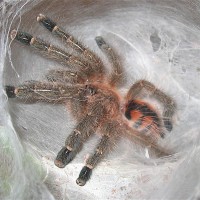 Avicularia minatrix 1.5"