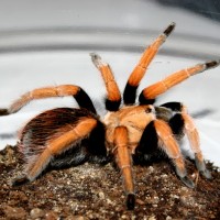 Aphonopelma bicoloratum