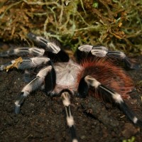 Nhandu chromatus