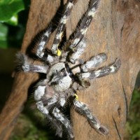 Poecilotheria regalis