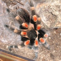 B. smithi