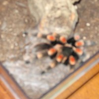 B. smithi