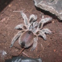 Pregnant G.rosea