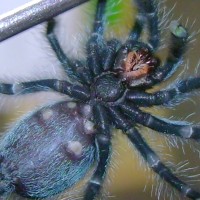 A. versicolor again