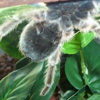 Gypsy Rose (Grammostola)