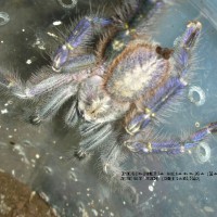 Poecilotheria metallica