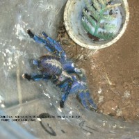 Poecilotheria metallica