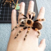 Brachypelma Smithi Male