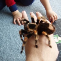 Handling Large Female B. Smithi