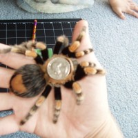 Size comparisons of 6" Female B. Smithi