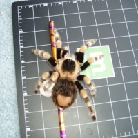 Size comparisons of 6" Female B. Smithi