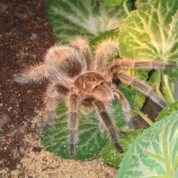 G. Rosea