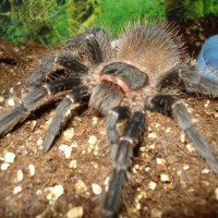 my salmon pink birdeater