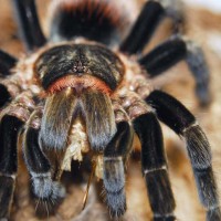 Brachypelma vagans