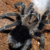 Grammostola pulchra