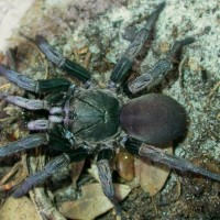 Trapdoor Baboon Spider-Cyphonisia sp.