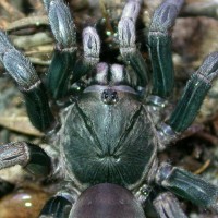 Trapdoor Baboon Spider-Cyphonisia sp.