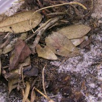 Trapdoor Baboon Spider-Cyphonisia sp.