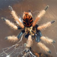 Chromatopelma cyaneopubescens