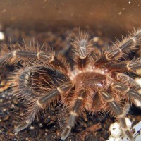 Grammostola aureostriata