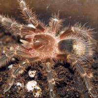 Grammostola aureostriata