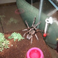 Some of my Australian Spiders