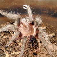 Brachypelma albopilosum