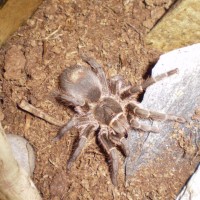 Grammostola? Need id, argentinean spider