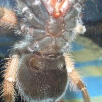 Brachypelma emilia
