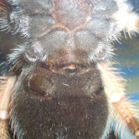 Brachypelma emilia