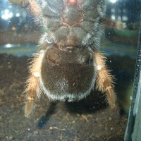 Brachypelma emilia