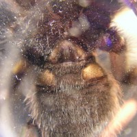 Poecilotheria metallica