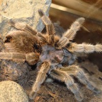 Grammostola rosea